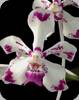 Vanda luzonica